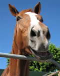 goofy looking talking horse can speak sense about money